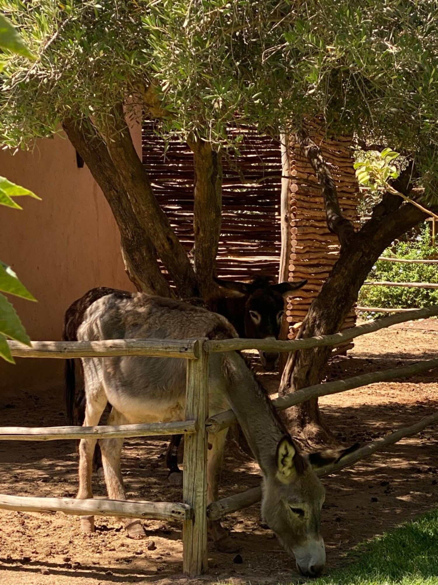 Jardin Sakina - Chambre D'Hotes Oulad Moumene Exteriör bild